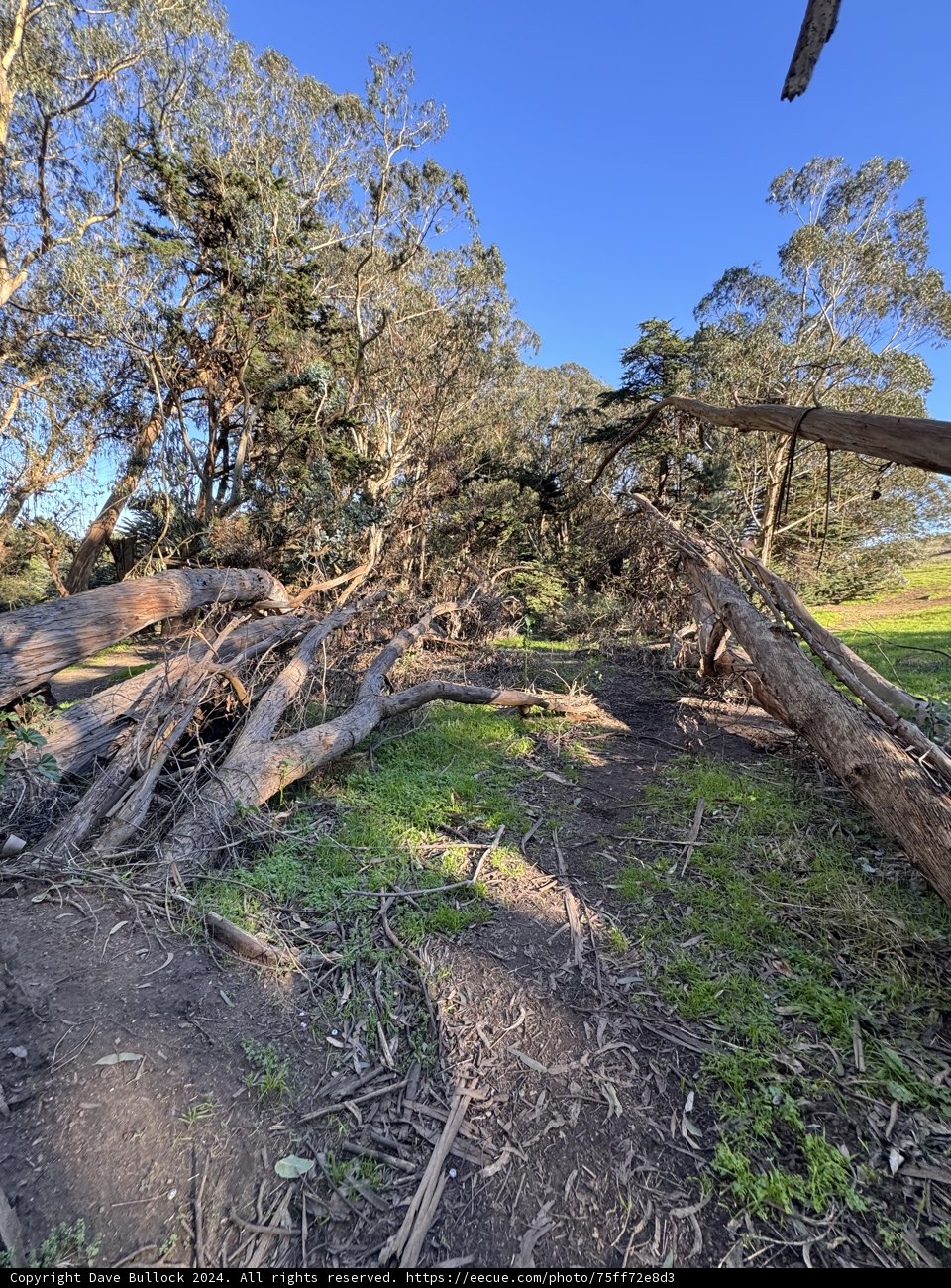 Pathway Through Nature's Embrace, McLaren Park