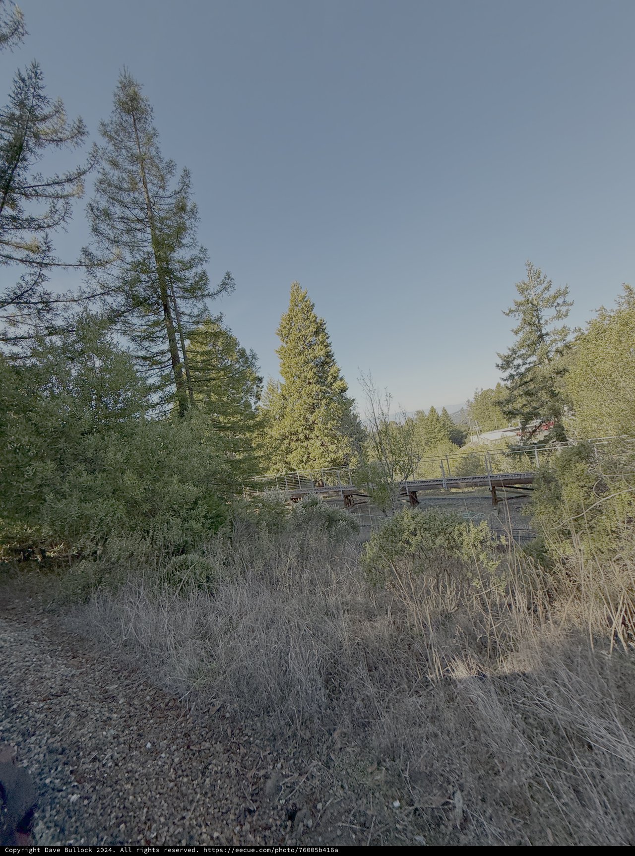 Wooden Bridge Through Forest Landscape