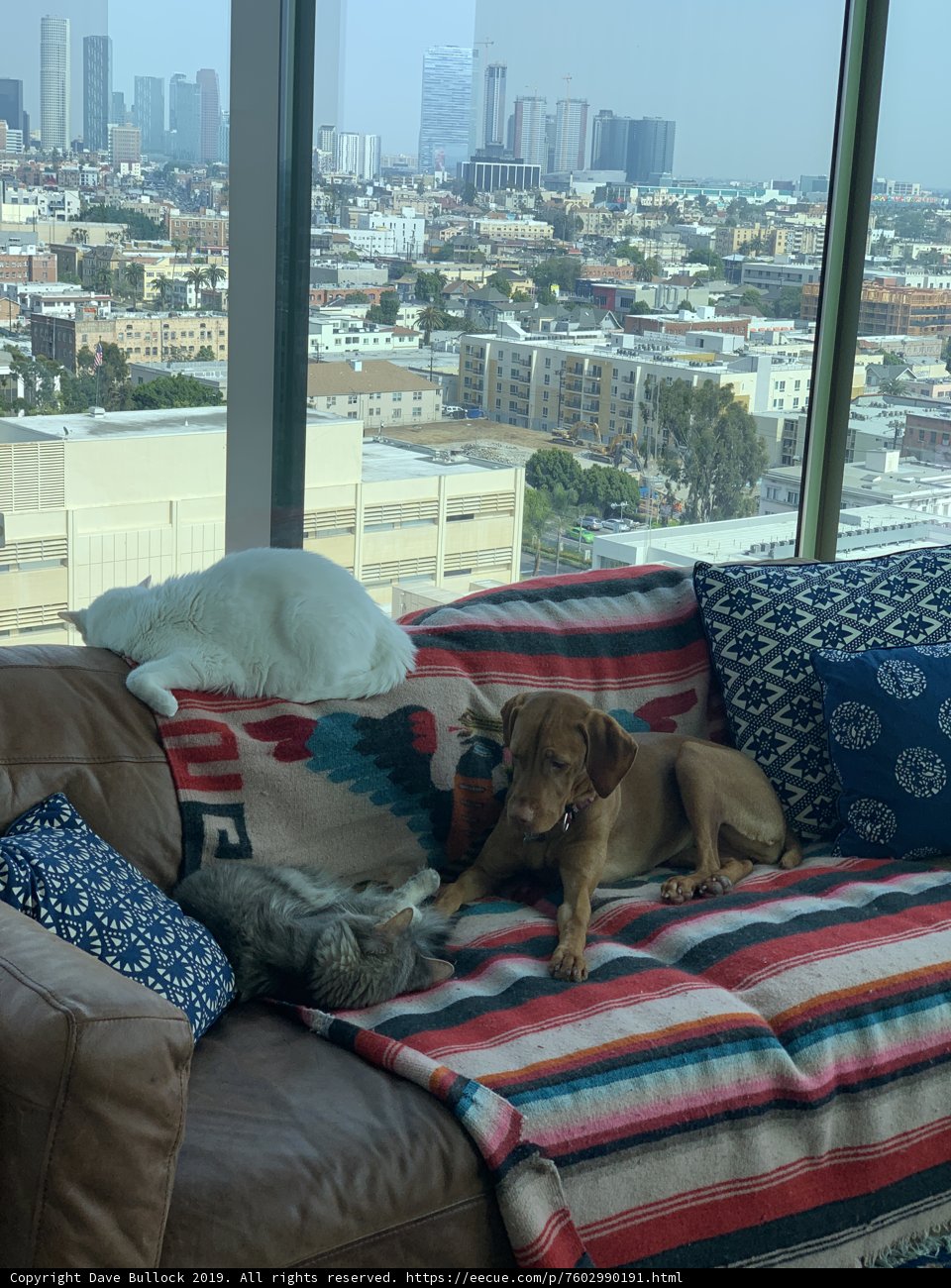 Couch Companions