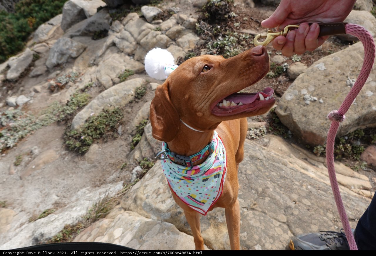 Rocky Vizsla Adventure