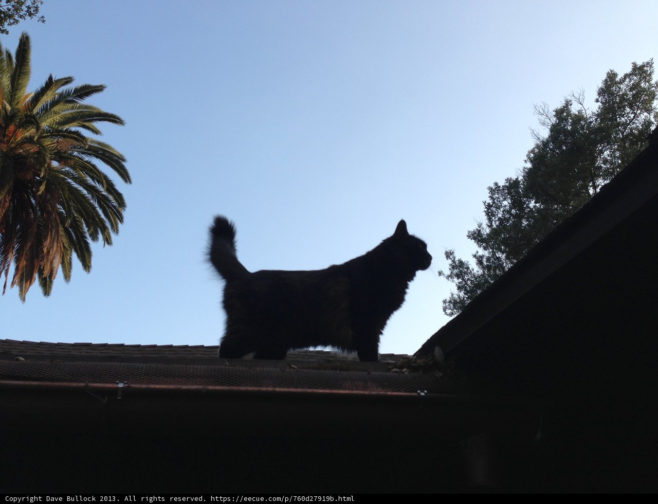 Skygazing Cat