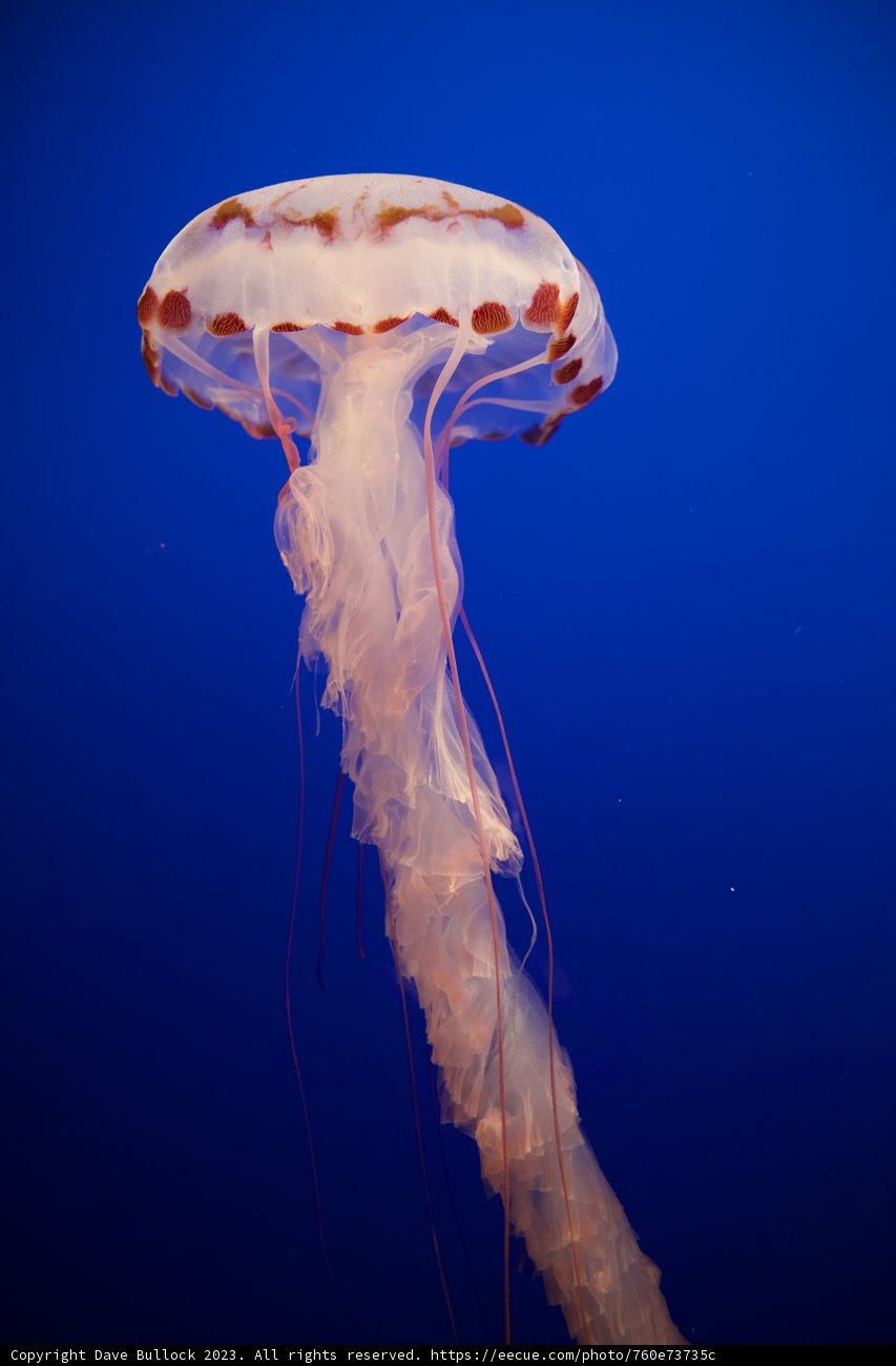 Serenity in Suspension: Majestic Jellyfish