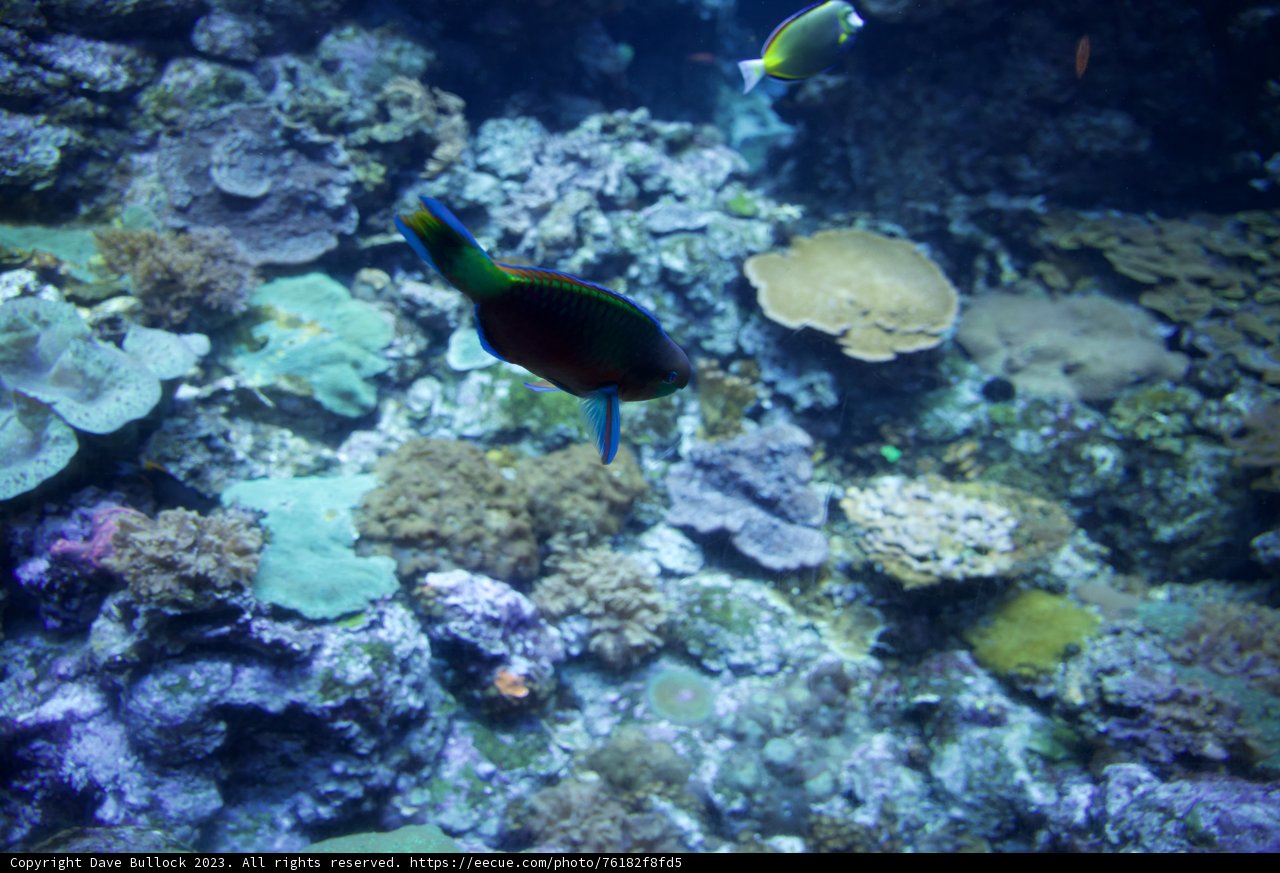 Marine Mosaic: The Vibrant Underwater World