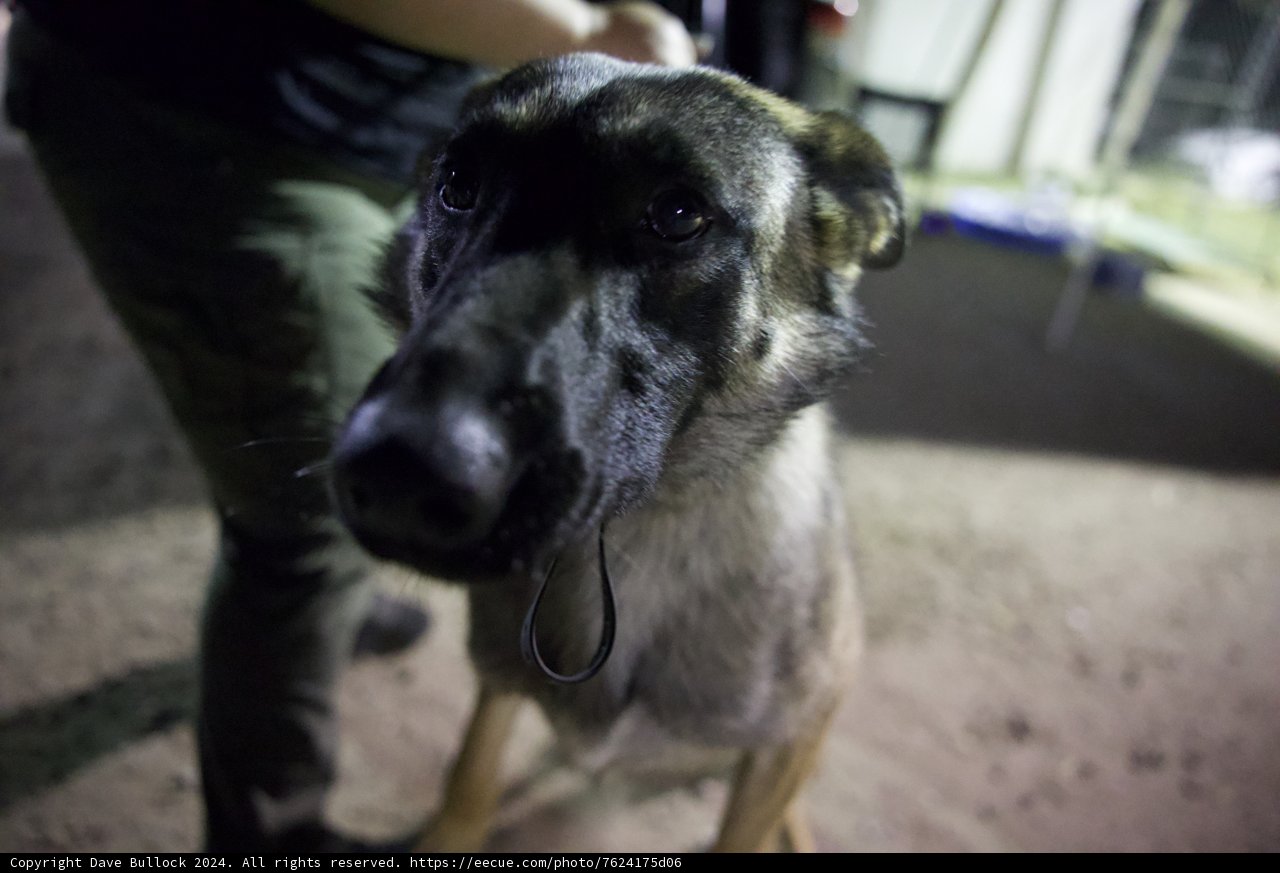 Canine Guardian at Coachella 2024