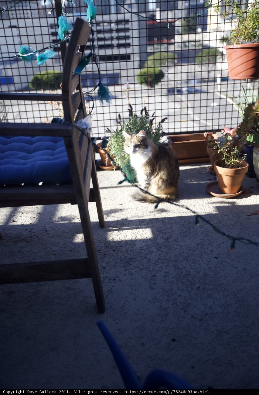 Feline Friend Enjoying the Outdoors