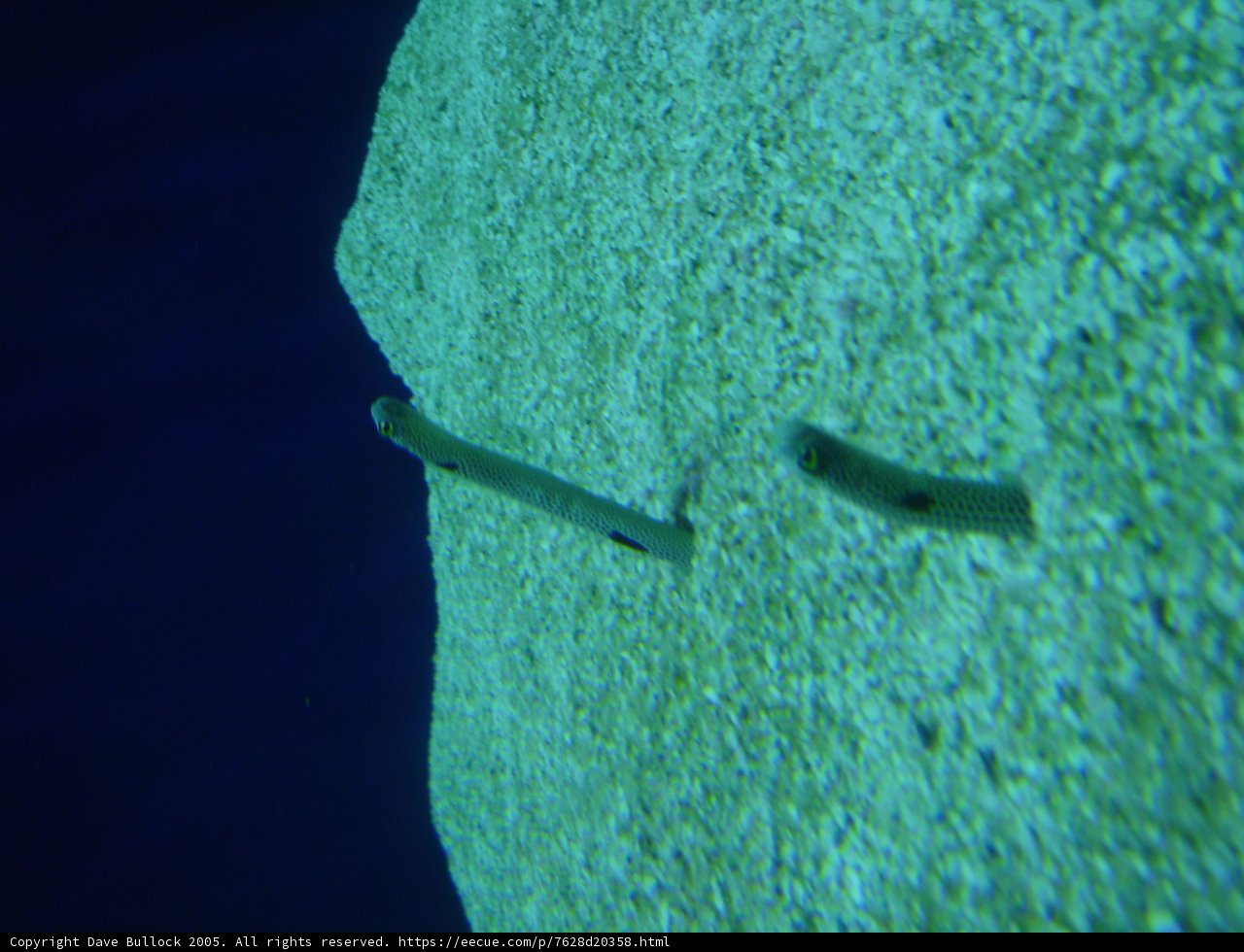 Underwater Exploration