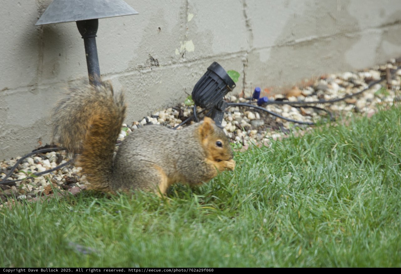 Fox Squirrel Foraging in Suburban Garden Setting