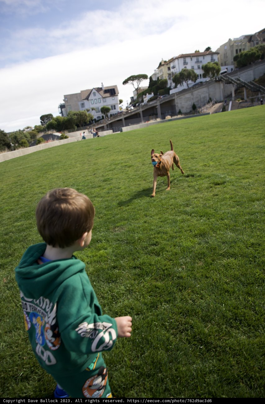 Unforgettable Bond: A Boy and His Dog at Francisco Park