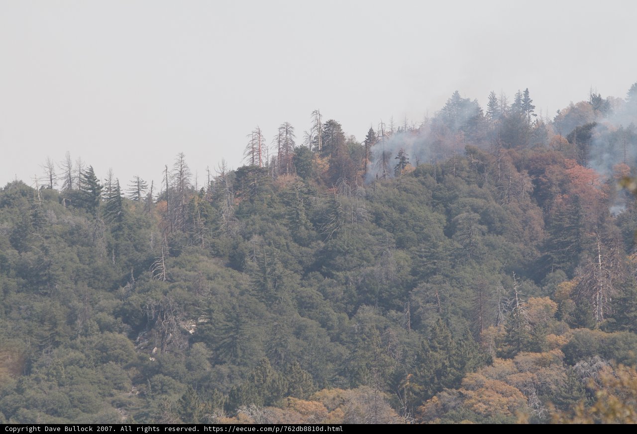 Forest Fire