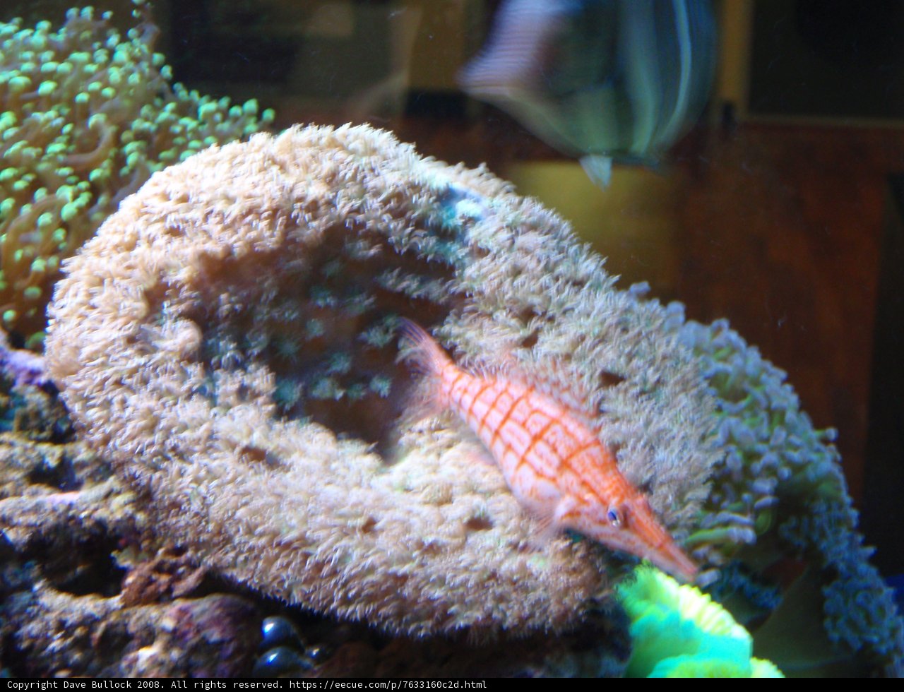 Coral Reef's Colorful Visitor
