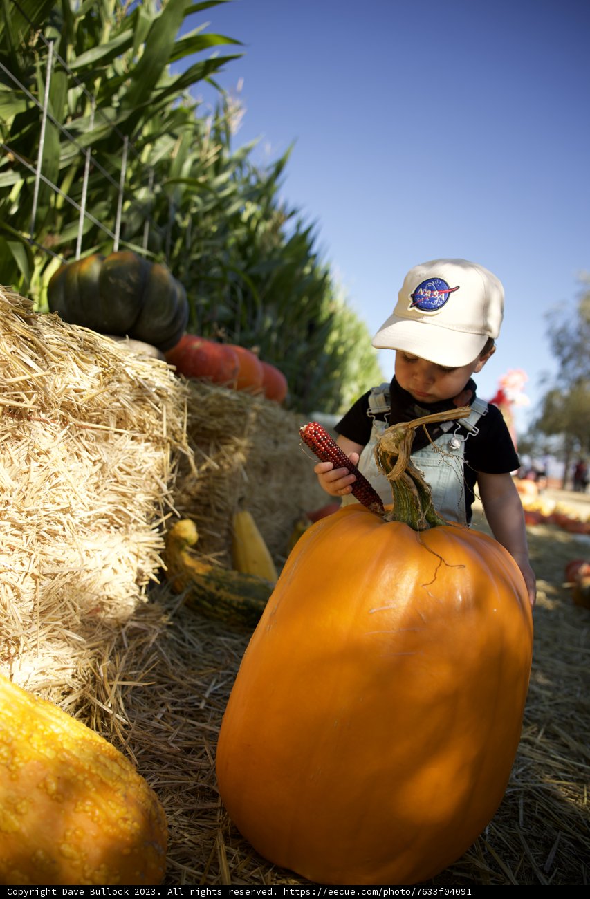 Harvest Joy - Pumpkin Patch Adventure, 2023