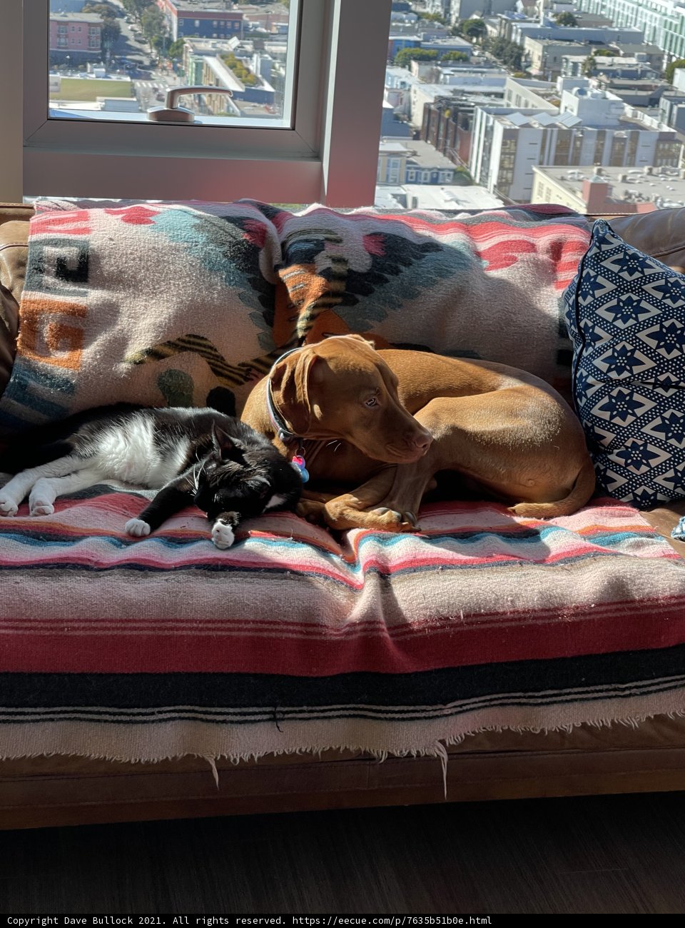 Furry Friends on the Couch