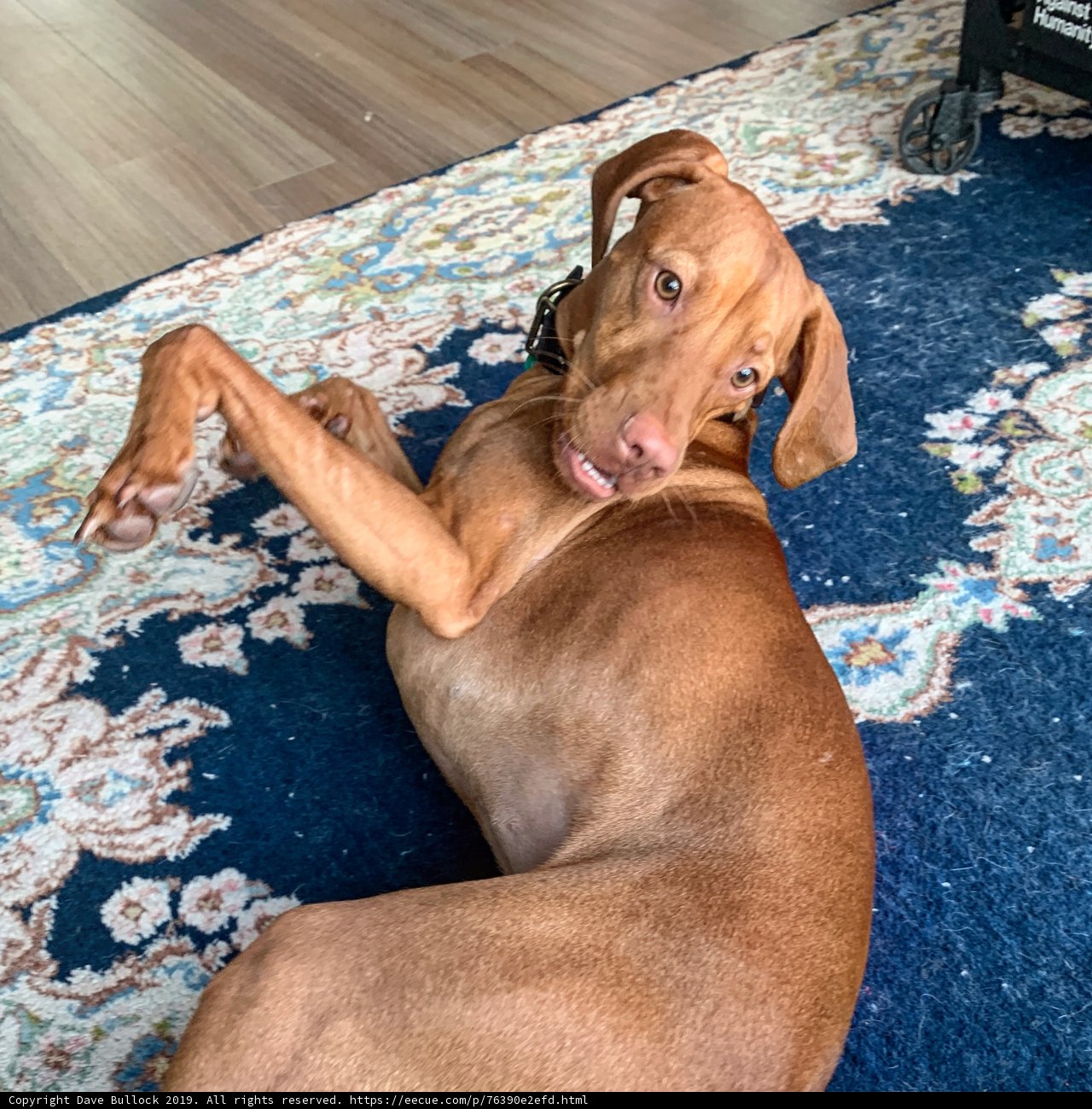 Relaxation Mode: Vizsla Style