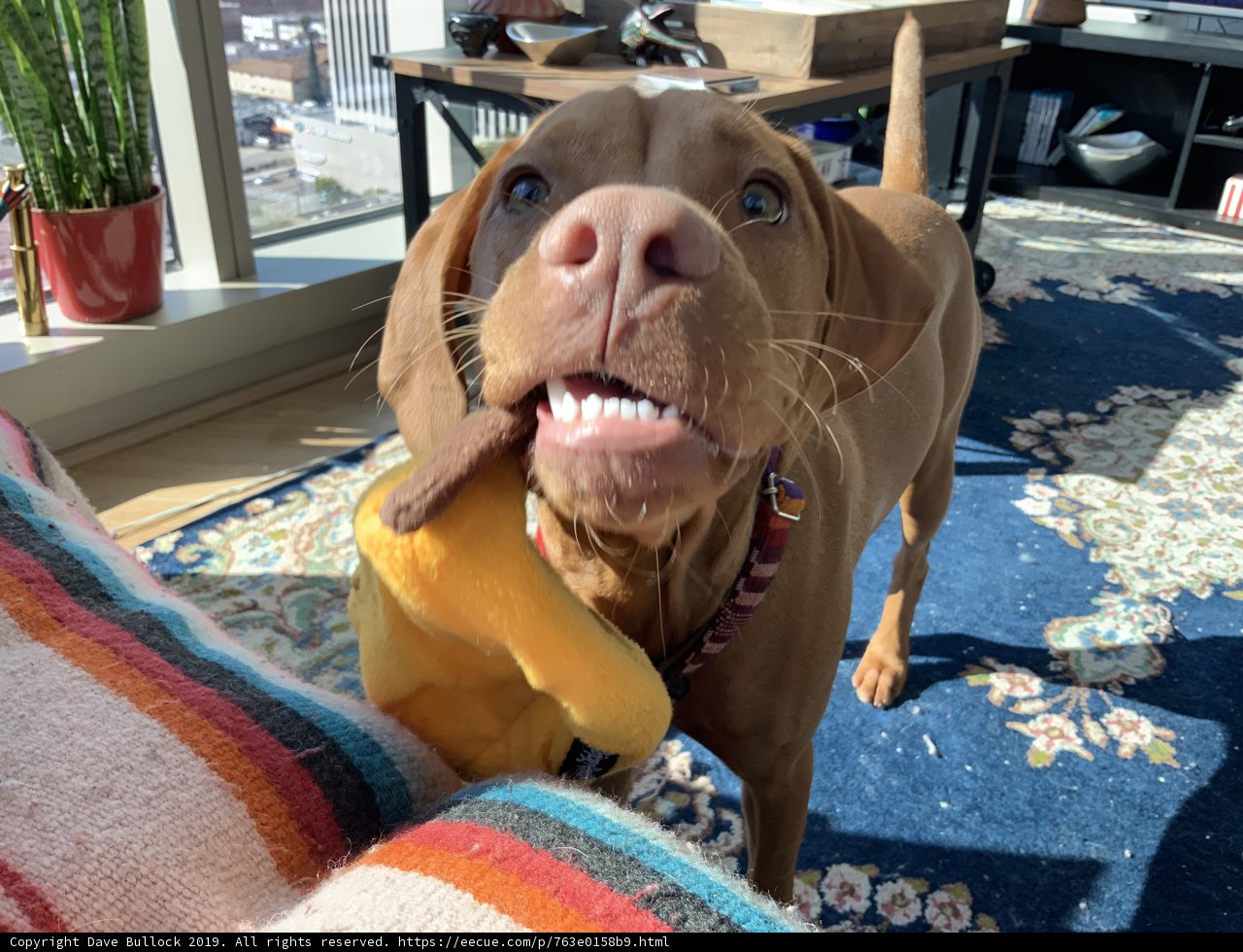Furry Friend with a Plush Companion
