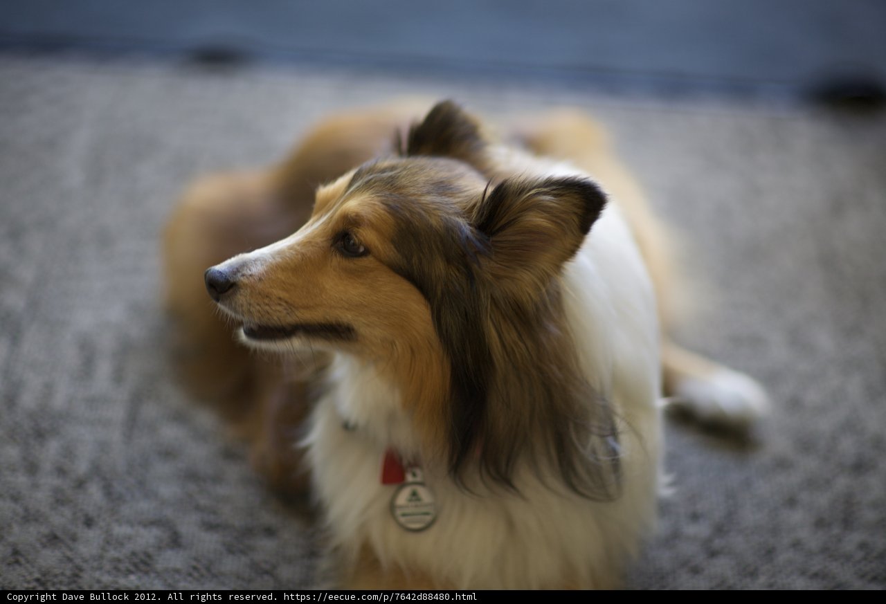 Tagged Collie Dog