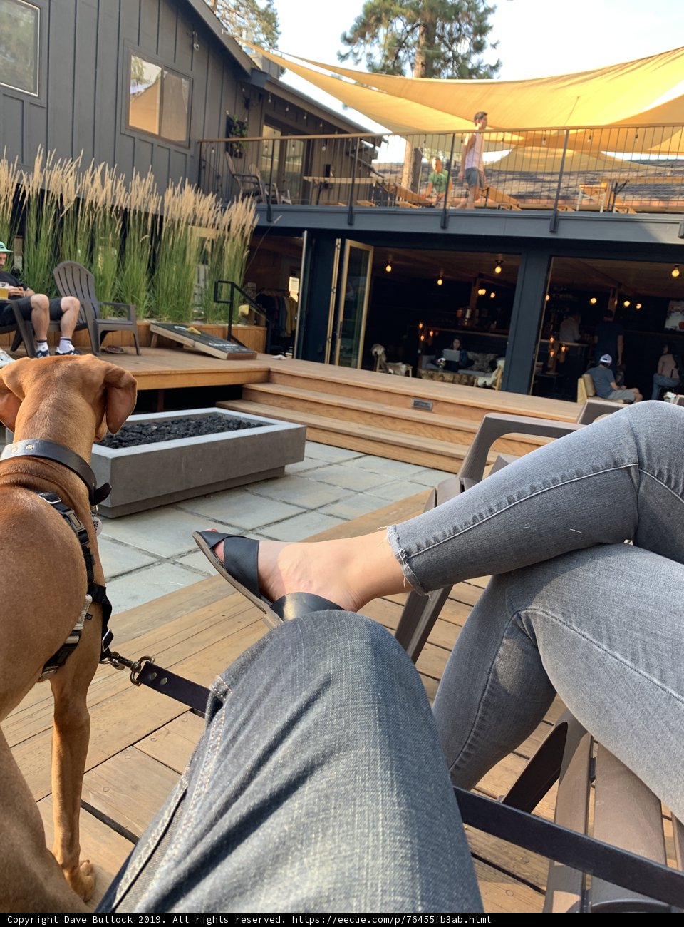 Lapdog in the Great Outdoors