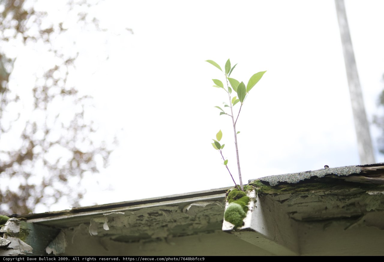 A Rooftop Surprise