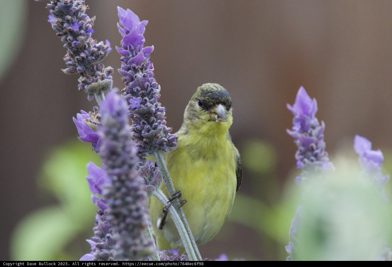 Lavender Perch