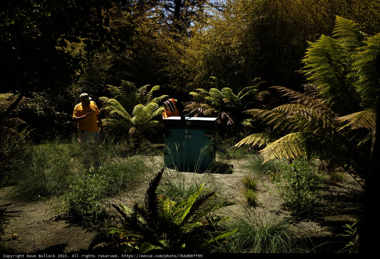 Embracing Nature: An Adventure in Foliage