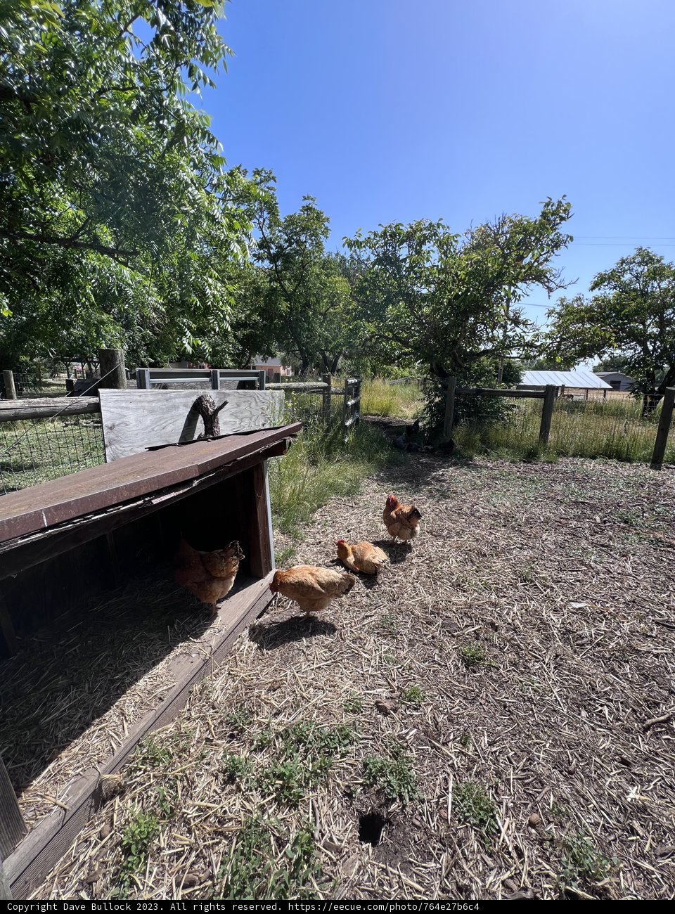A Glimpse of Farm Life in Sonoma
