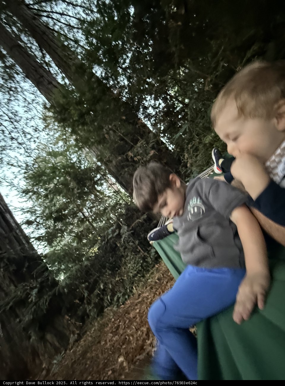Woodland Whimsy