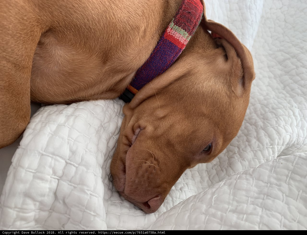 Cozy Canine on LA Bed
