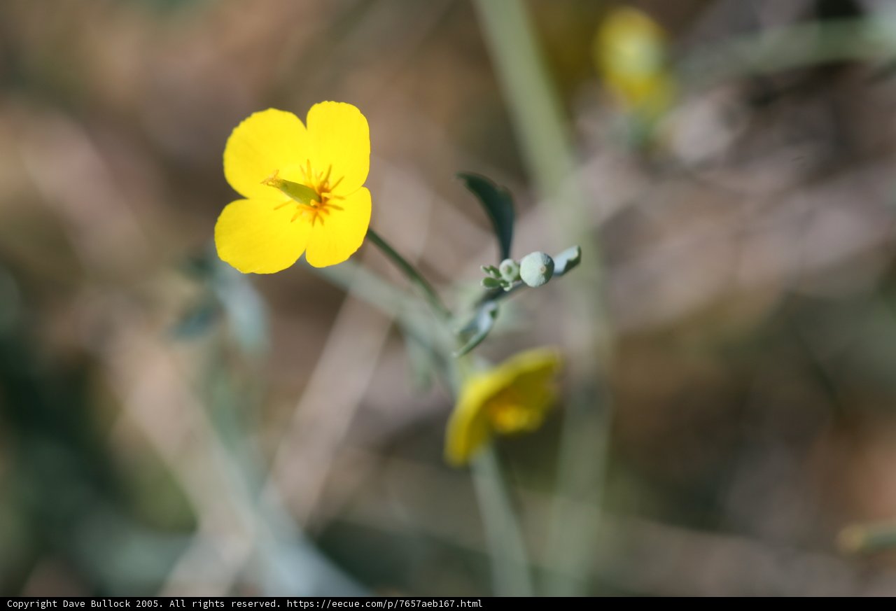 Lone Geranium in a Field of Flax