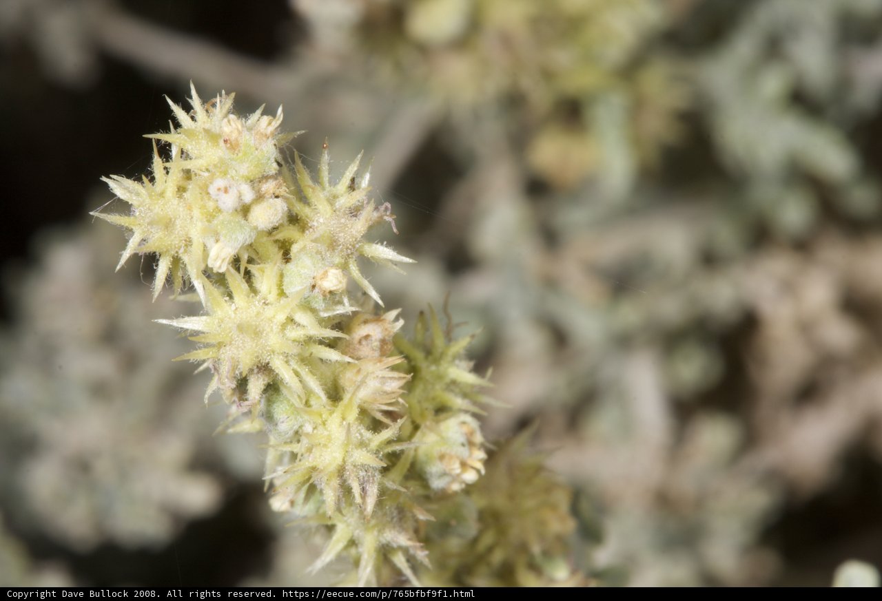 Desert Plant with White Flowers