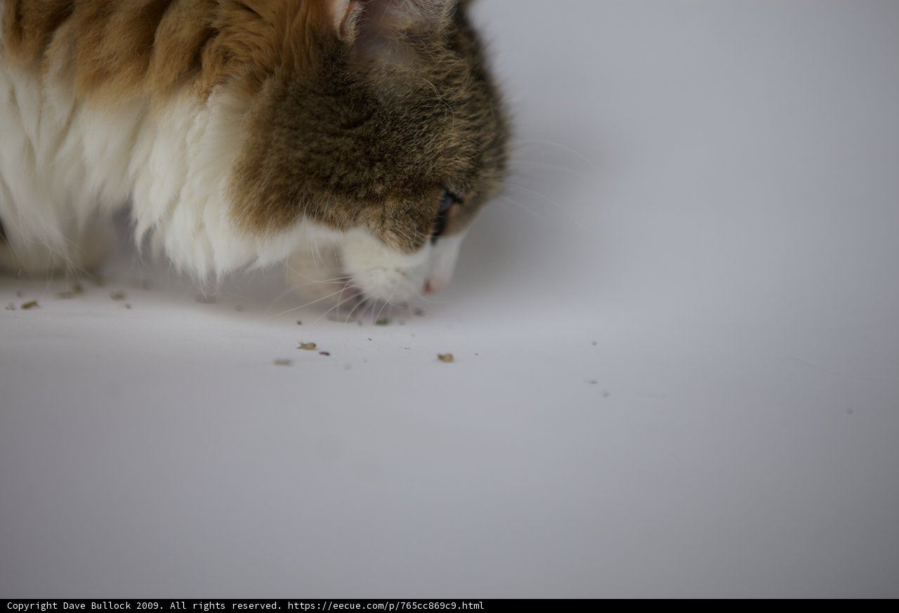 Curious Cat on White Surface