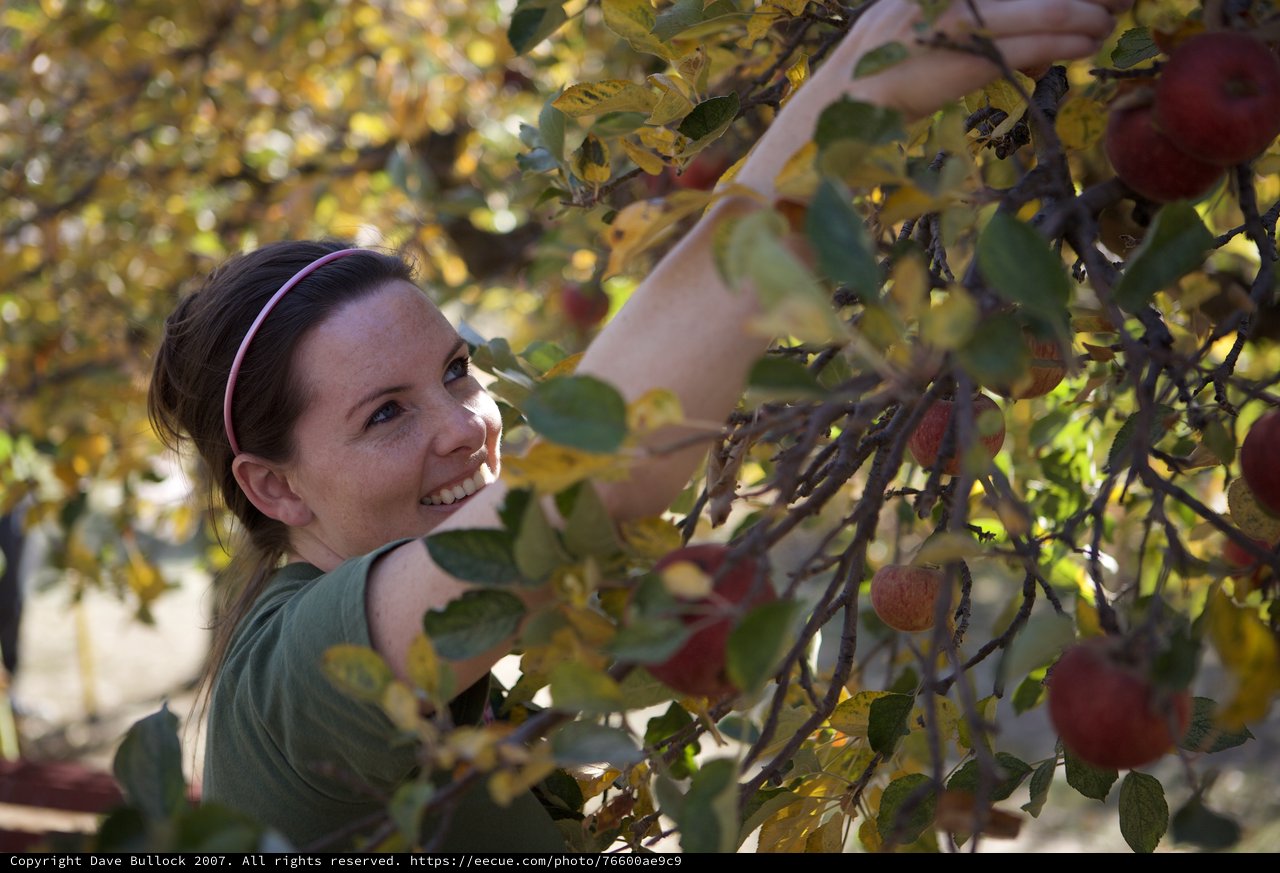 Smiling Woman Picking Red Apples in Autumn Orchard