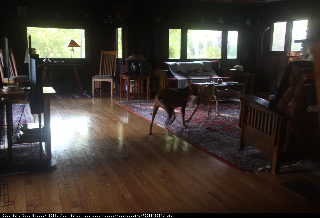 Woofing Around the Hardwood Living Room