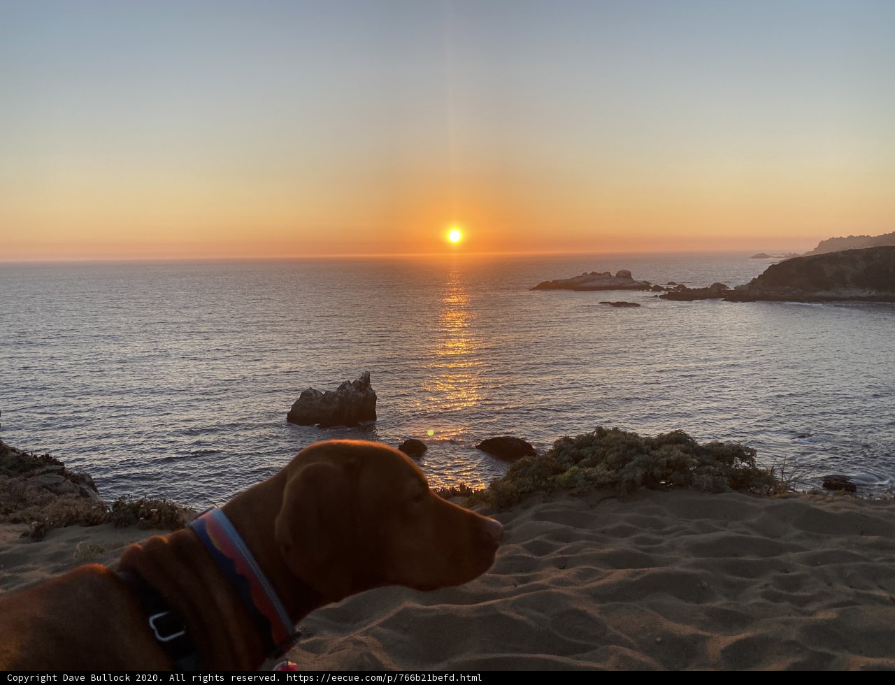 A Canine's Gaze