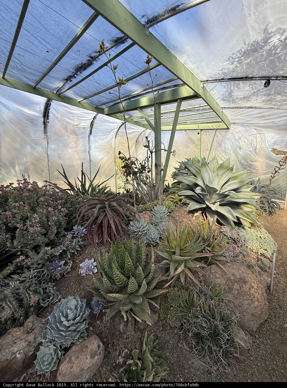 Serene Greenhouse Sanctuary