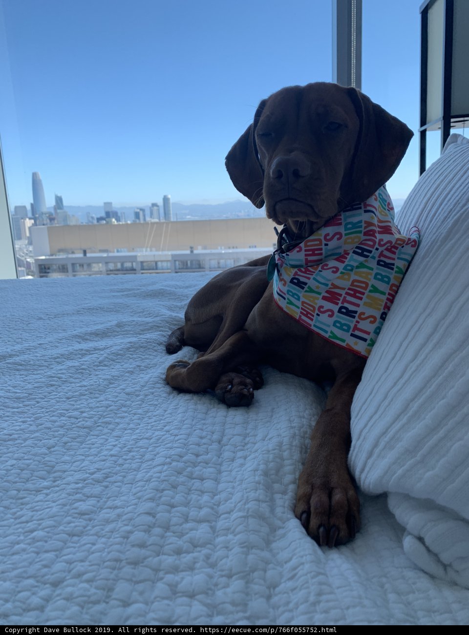 Urban Canine Comfort
