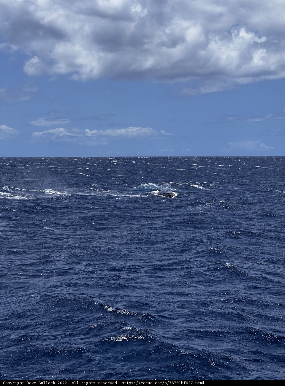 Majestic Whale in the North Pacific Ocean