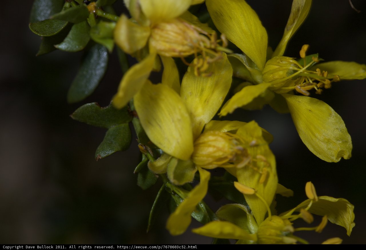 Blooming Beauty