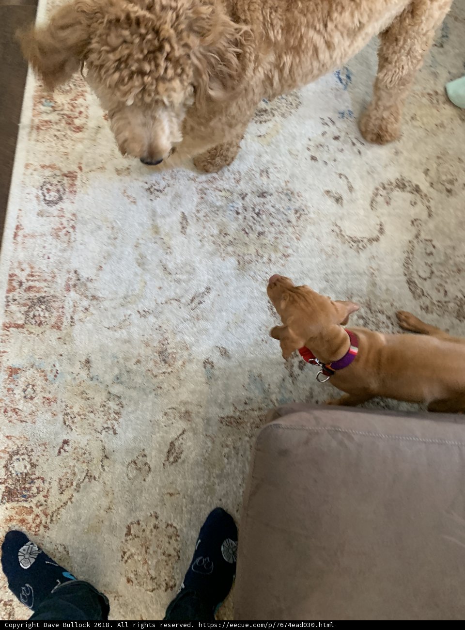 Three's Company