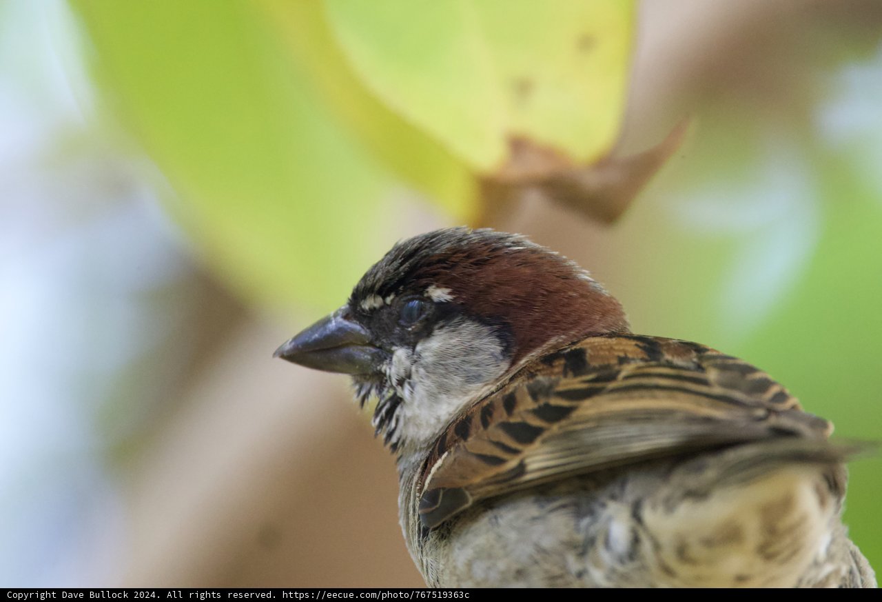 Serenity Amongst the Leaves: A Sparrow's Respite