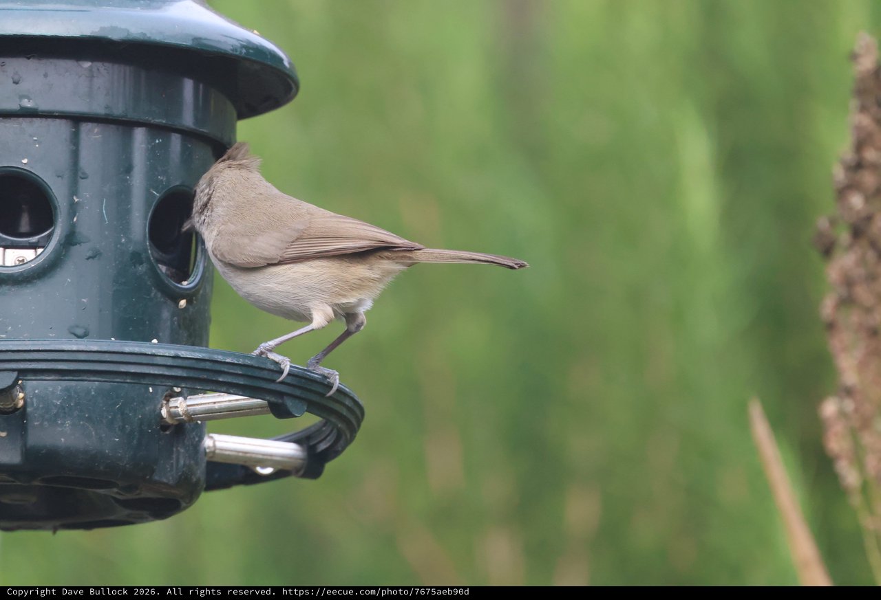 Blackcap Perched on Green Bird Feeder