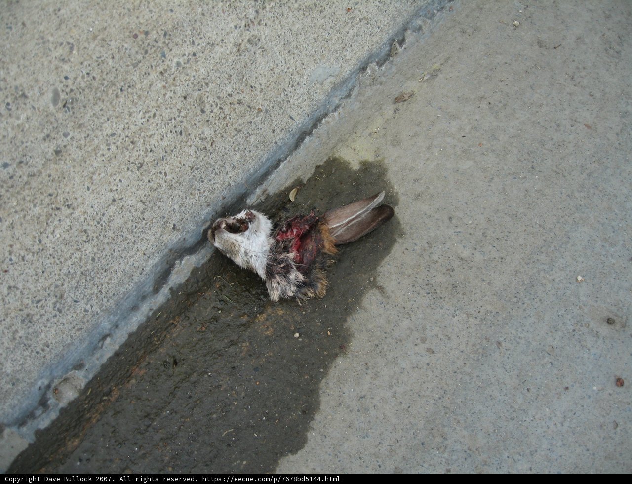 Fallen Sparrow