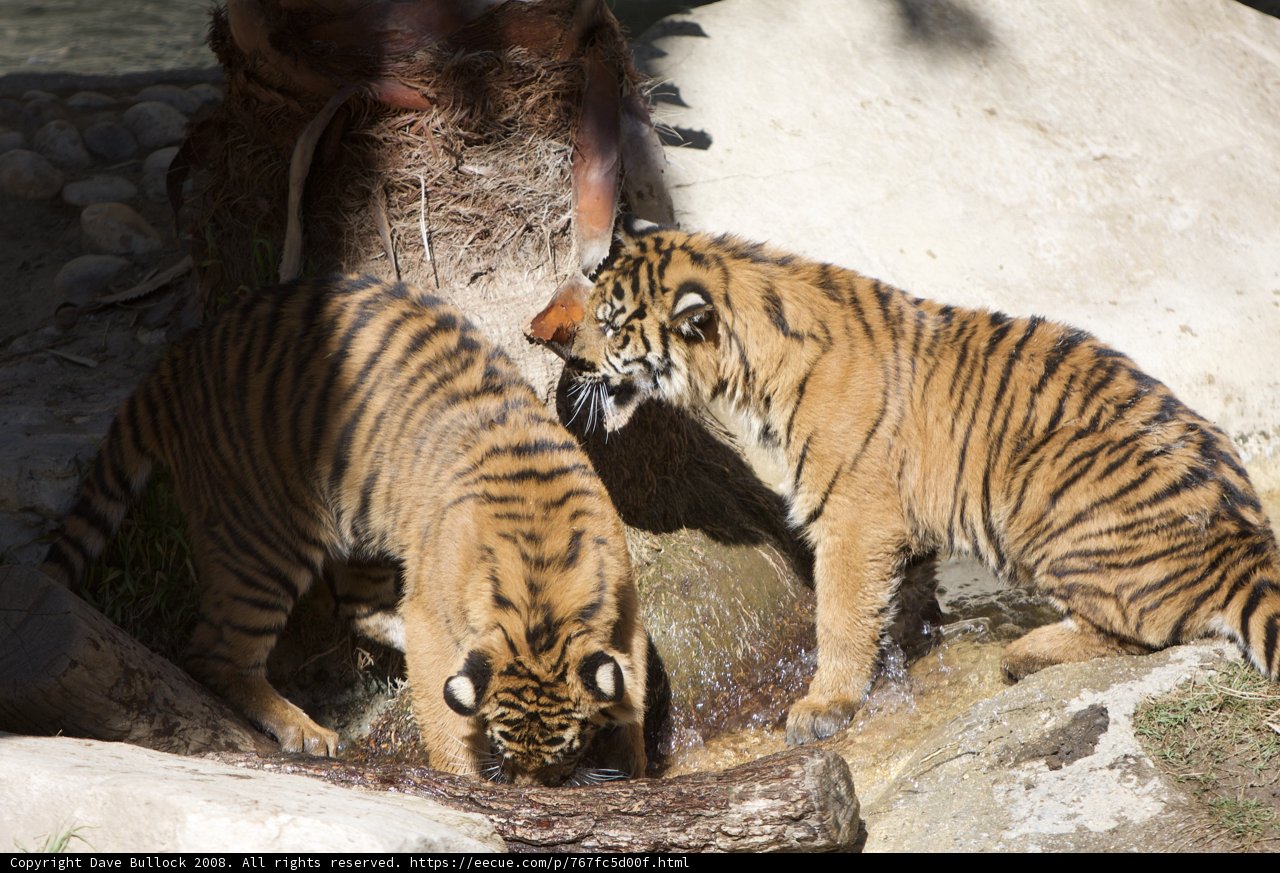 Thirsty Tigers