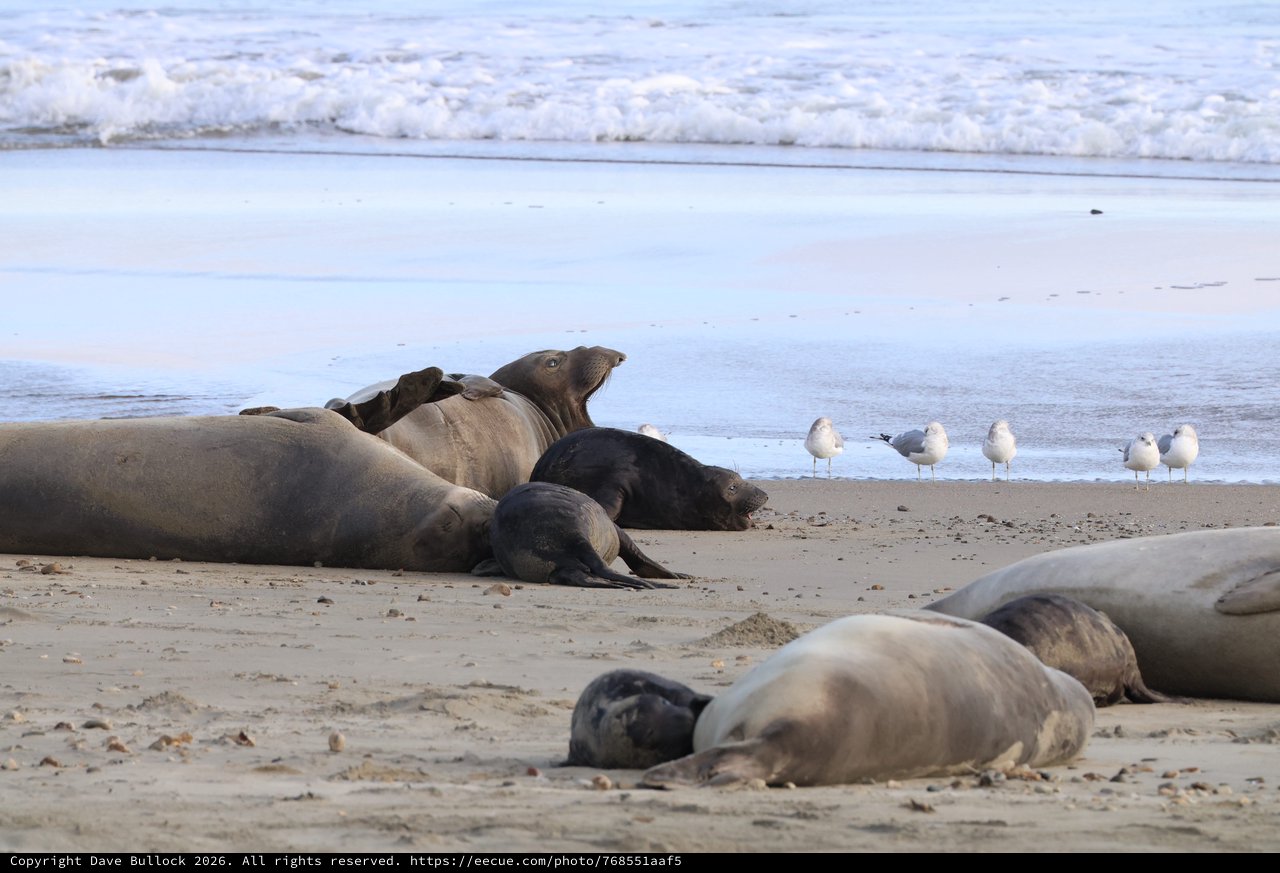 Elephant Seals Resting on Drakes Beach Shore