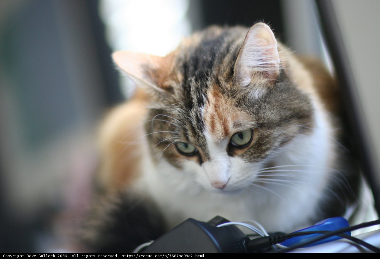 A Feline Companion