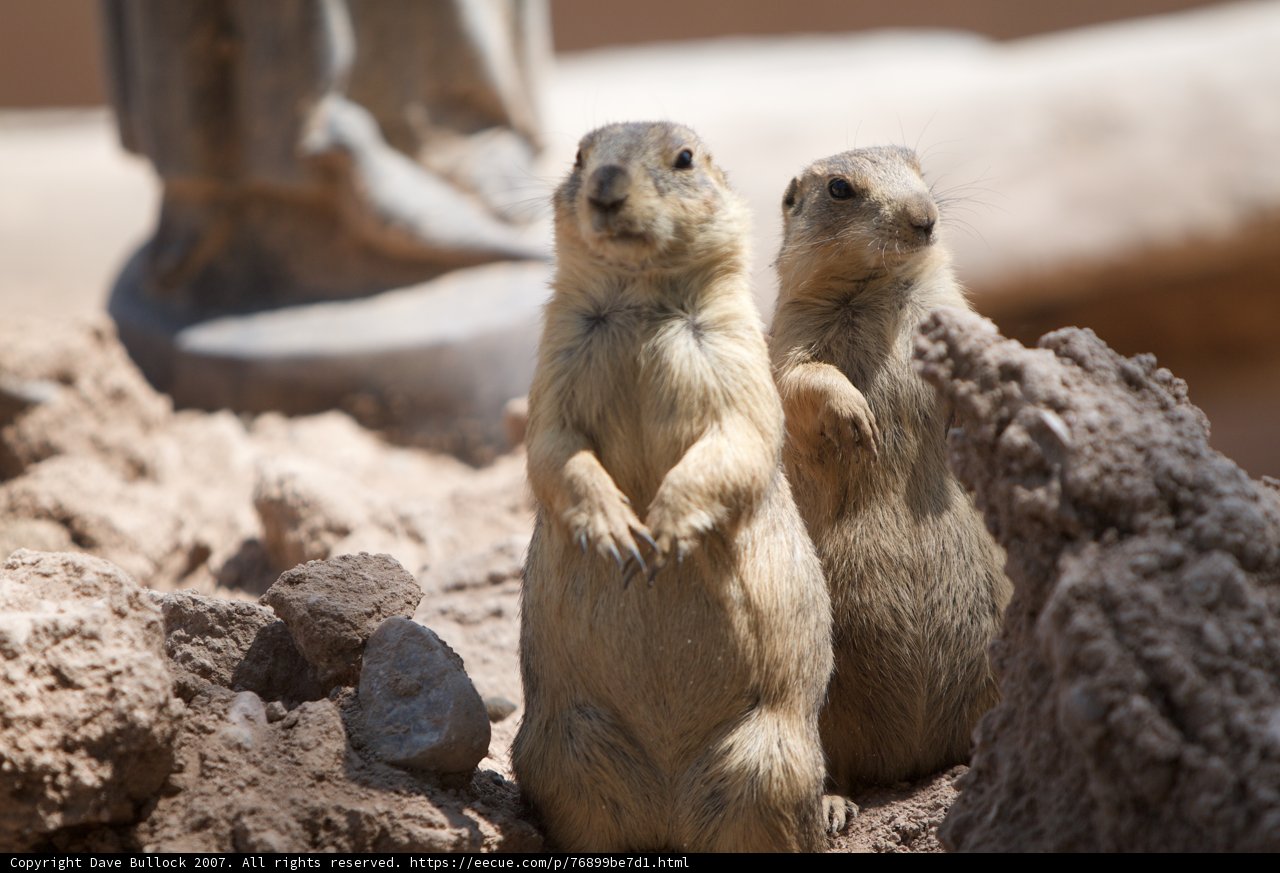 Prairie Dogs at Play