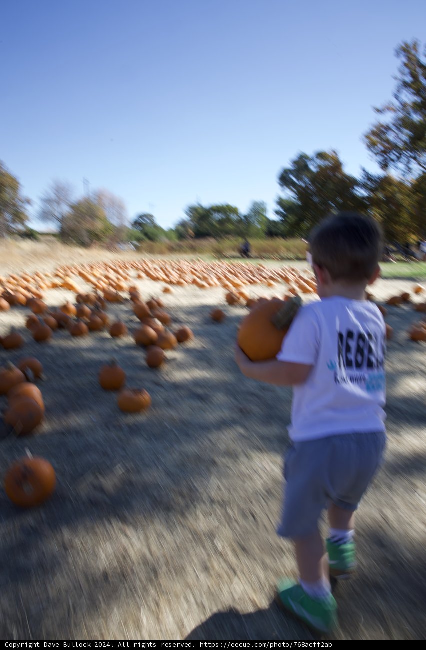 Pumpkin Picking Adventure