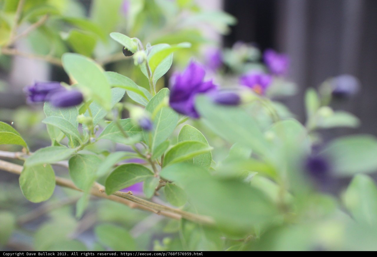 Purple Geranium in Altadena