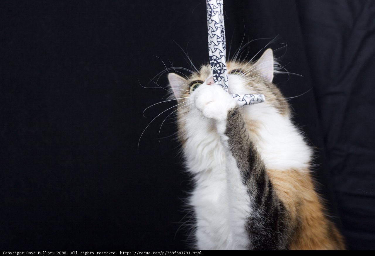 Playful Feline