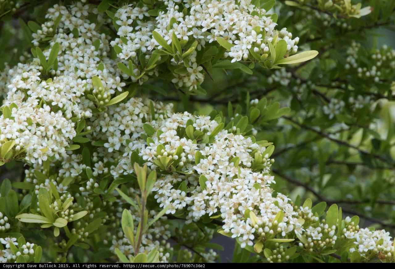 Spring's Whisper