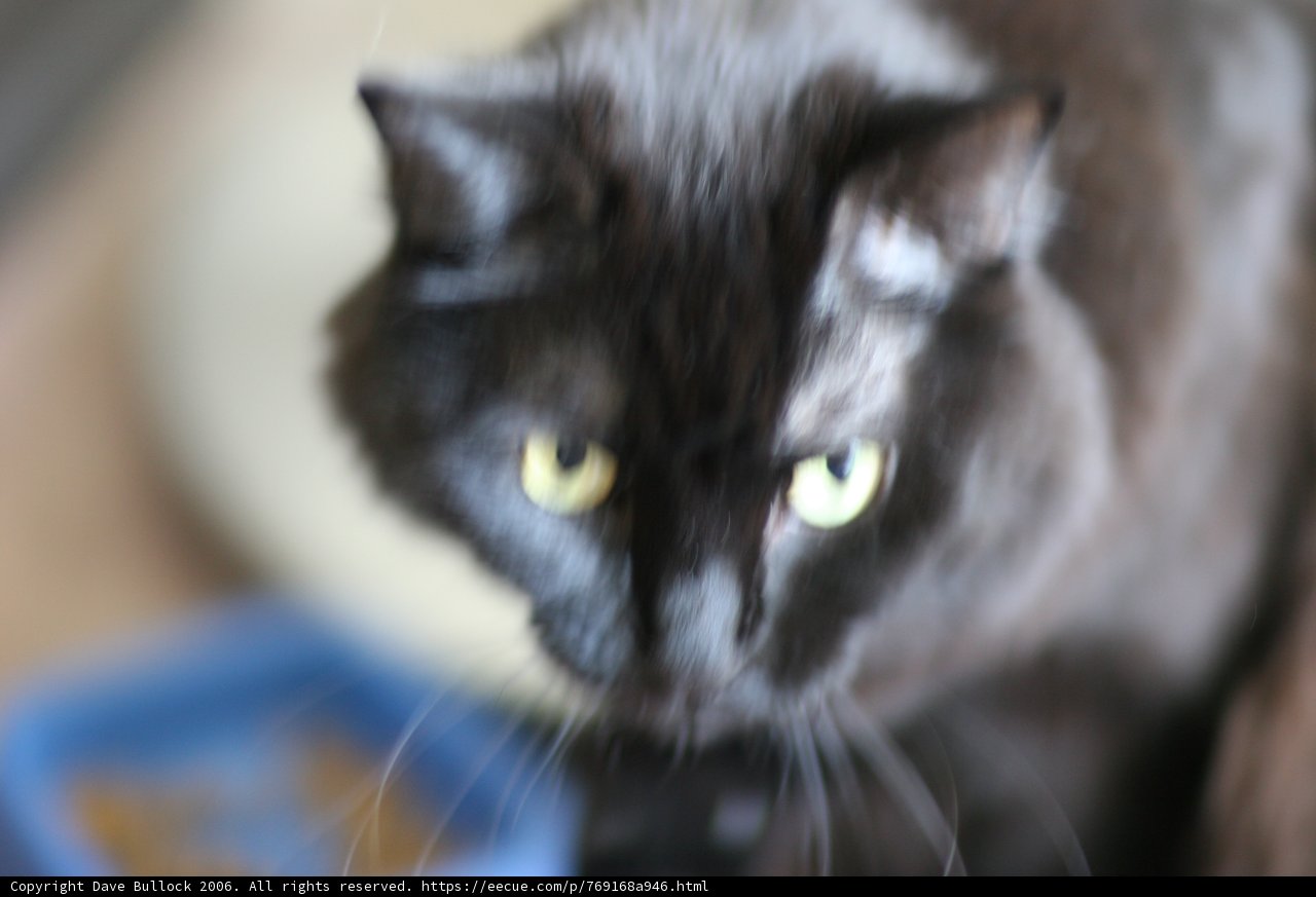 Mysterious Black Cat