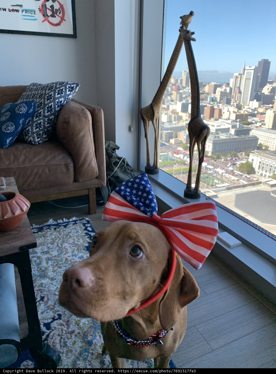 Patriotic Pooch
